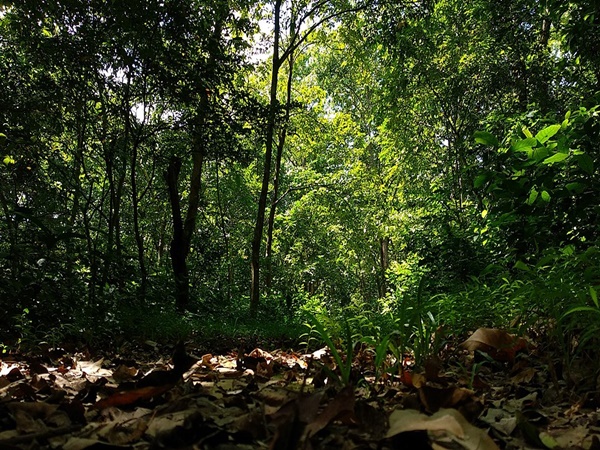 നോര്‍ത്ത് ബംഗാൾ വൈൽഡ് അനിമൽസ് പാർക്ക്