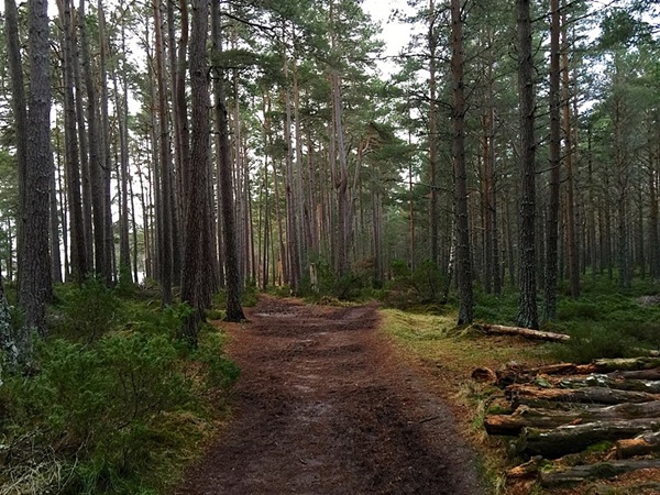 സ്കോട്ലൻഡ്