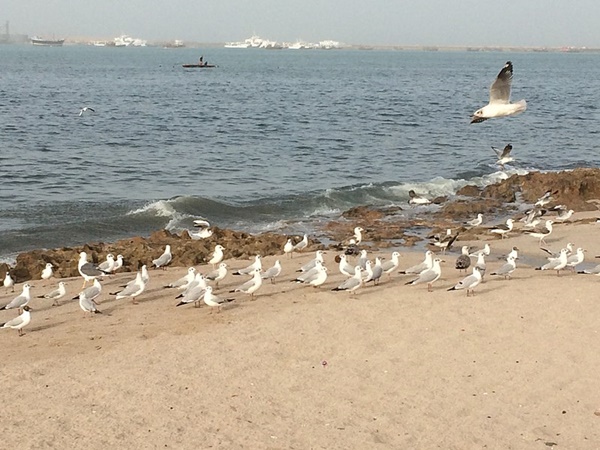 പോർബന്ദർ ബീച്ച്