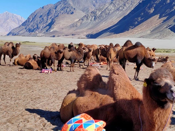 ലഡാക്കിൽ എത്തിയാൽ AMS (Acute mountain sickness) വരുമെന്നുള്ളത് സത്യമാണോ?