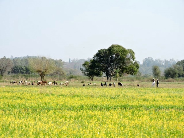 ദണ്ഡൻ സാഹിബ്