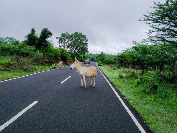 തകർന്ന റോഡിലൂടെ ഗൂഡല്ലൂരിലേക്ക്