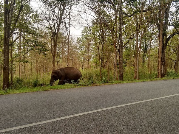 തുടക്കം കാനന പാതയായി