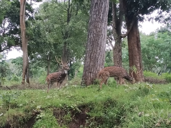ബന്ദിപ്പൂർ വനത്തിലൂടെ