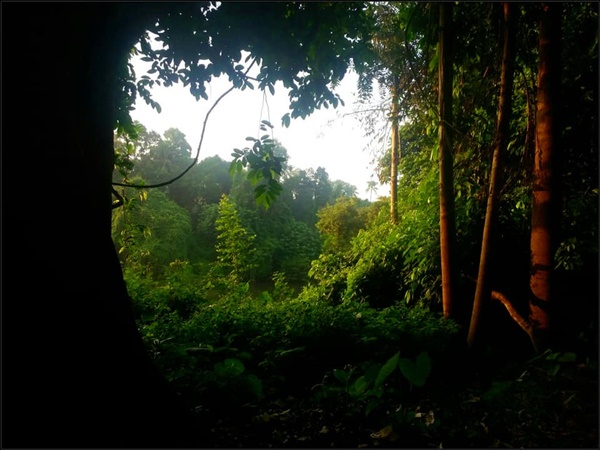 കാക്കോത്തിക്കാവ്