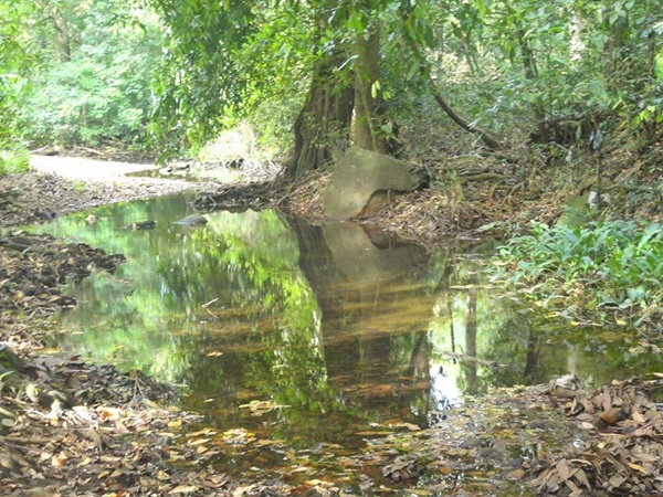 ഇനി കാട്ടിലേക്ക്