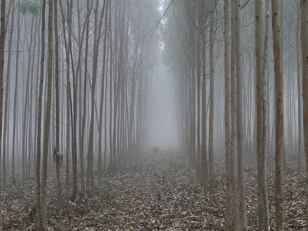 അരാകുവിന് പകരം ലംബസിംഗി