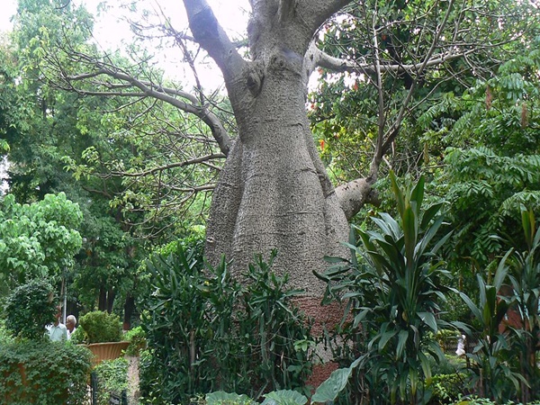 മരങ്ങളുടെ ലോകം