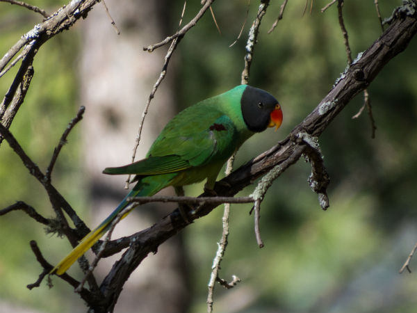 ബിന്‍സാര്‍