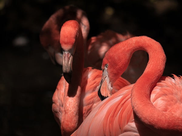 ദേശാടന പക്ഷികളെ കാണാം