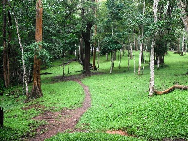 ഗ്രാമ്പി