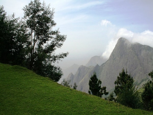 ഓര്‍ഗാനിക് തേയിലത്തോട്ടം
