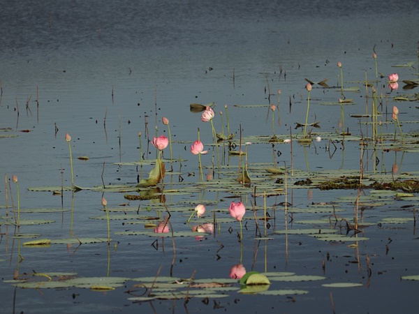 റാംസർ ഉടമ്പടി 