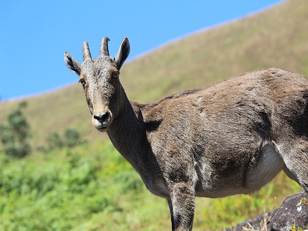 eravikulam national park opening