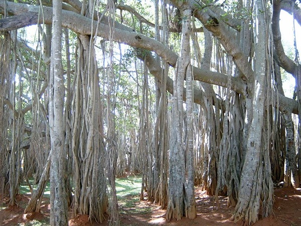  400 വയസ്സ്