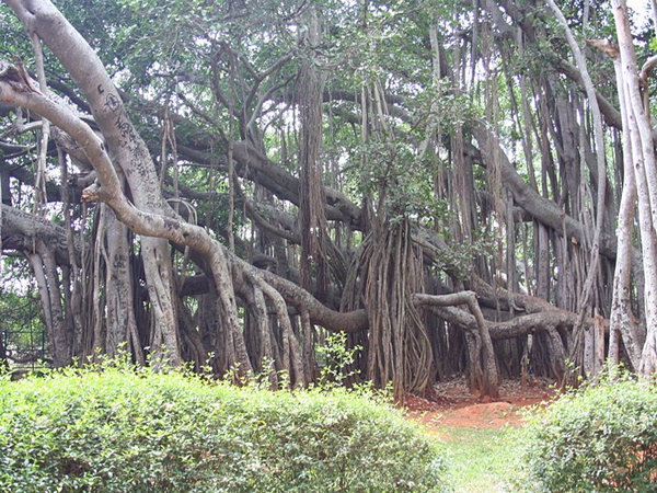 വലുപ്പത്തില്‍ നാലാമത്