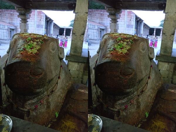 വളരുന്ന നന്ദി