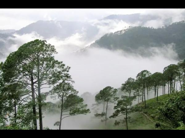 ലംബസിംഗി