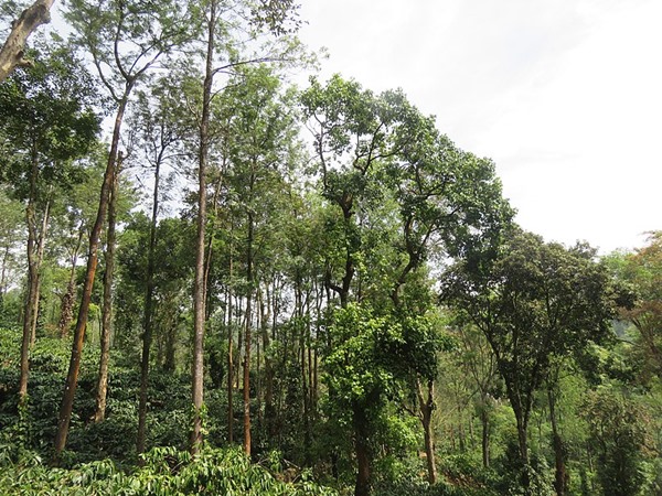 അപകട സാധ്യത