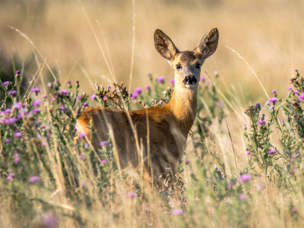 ആദിലാബാദ് 