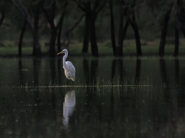 തോല്‍ ലേക്ക് പക്ഷി സങ്കേതം