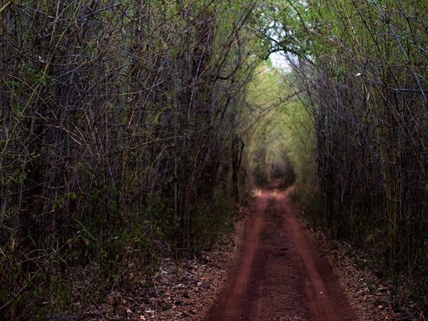  തടോബ, മഹാരാഷ്ട്ര
