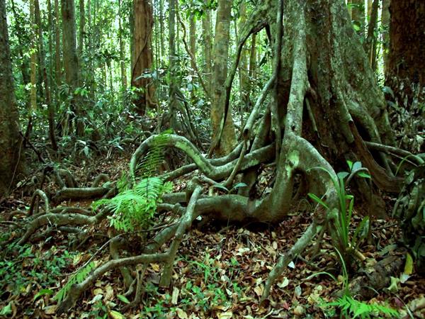  മിറിസ്റ്റിക്ക ചതുപ്പുകളിലേക്കുള്ള ട്രെക്ക്