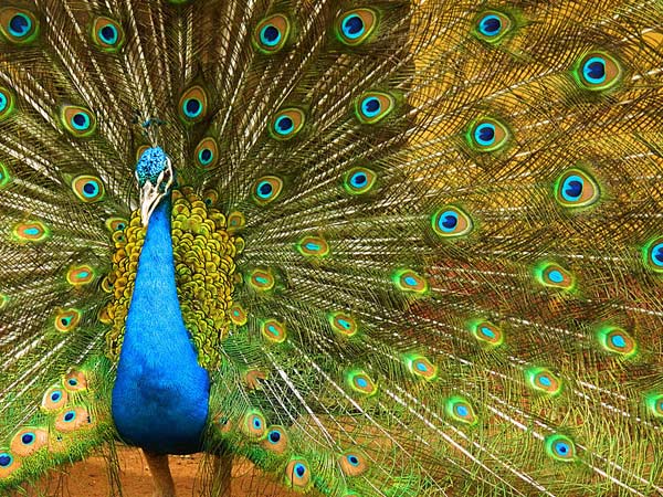  അസം സംസ്ഥാന മൃഗശാലയും ബൊട്ടാണിക്കൽ ഗാർഡനും