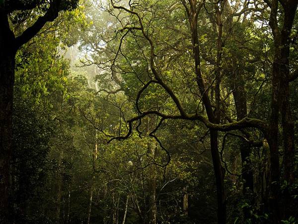 എലിഫന്‍റ് സോങ് ട്രെക്കിങ് ട്രെയില്‍