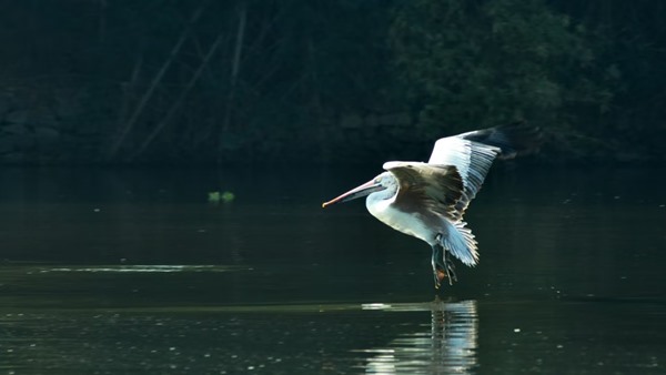 Ranganathittu bird sanctuary