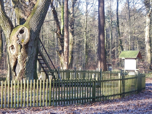 ബ്രൈഡ്ഗ്രൂംസ് ഓക്ക്