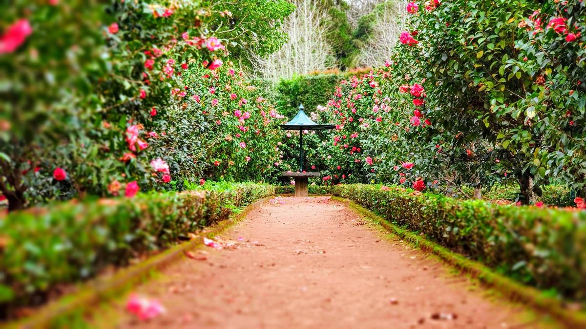 Munnar KFDC Rose Garden