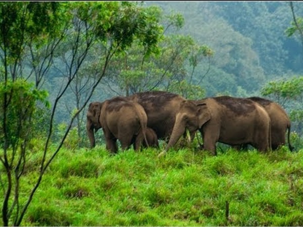 പെരിയാർ ടൈഗർ റിസർവിനുള്ളിലൂടെ