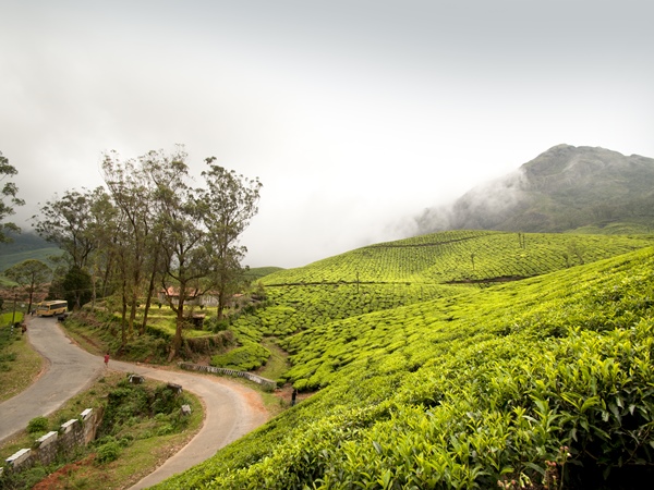  2 Days Munnar Trip