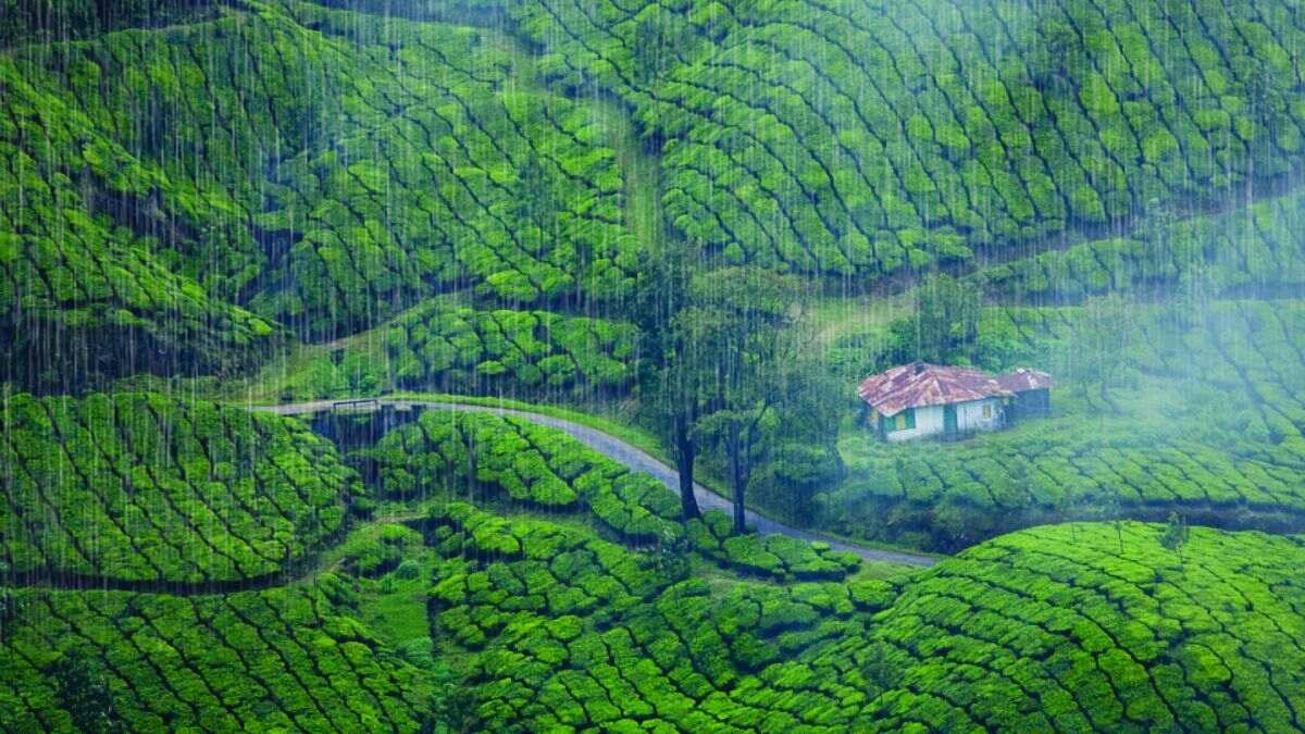 Monsoon In Munnar Travel Experiences And Things To Do