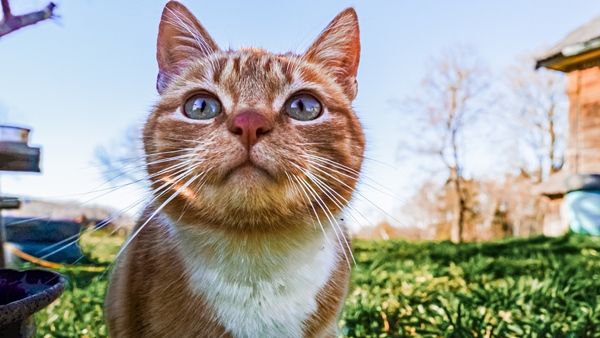cat village in karnataka