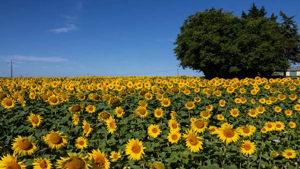 Sunflower Blooms In Agarakattu in Shengottai