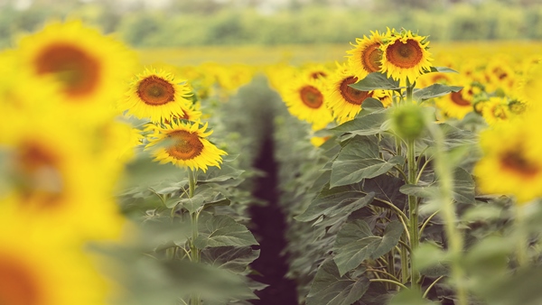 Sunflower Blooms In Agarakattu