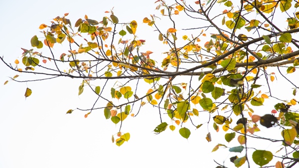 Indias First VVIP Tree Maintaining With A Cost Of 12 Lakhs Per Year