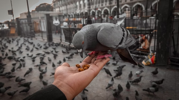 pigeon feeding travel rule