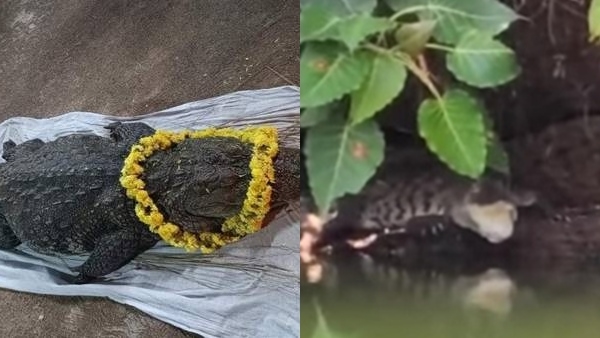 Crocodile Appears In Ananthapura Lake Temple