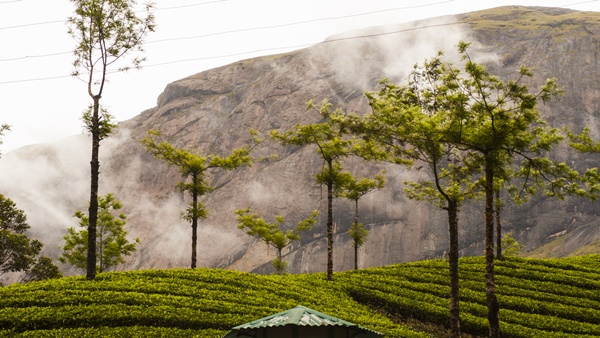 Munnar Tour Package