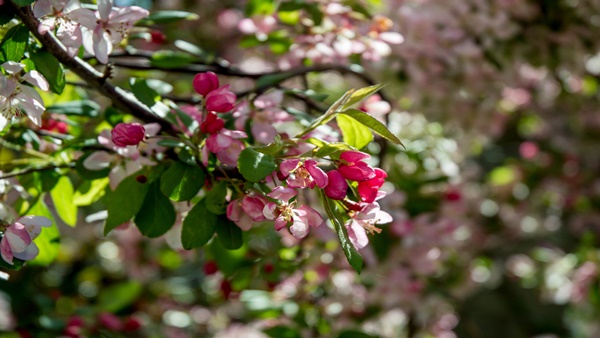 Shillong Cherry Festival 2023-date and events