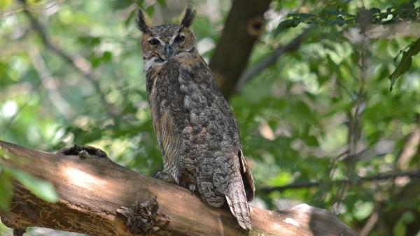 great-horned-owl