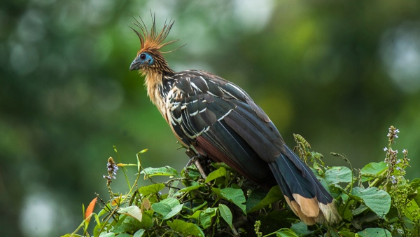 hoatzin