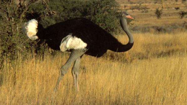 Ostrich