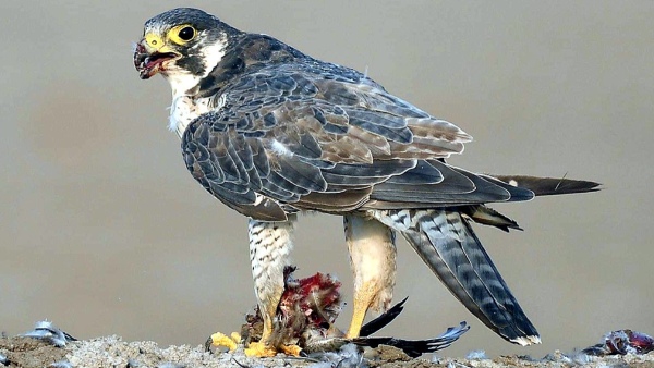 peregrine-falcon