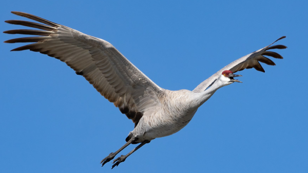 sandhill-crane