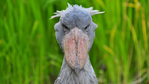 shoebill
