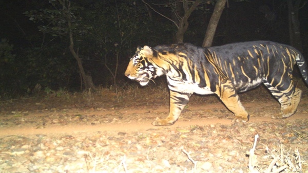 Worlds First black Tiger safari In Odisha